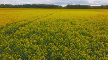 Bulutlu bir gökyüzünün altında yeşil ağaçlarla çevrili toprak izli geniş sarı bir kolza tohumu tarlası. Hava hareketi geniş araziyi vurgular.