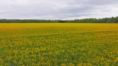 Geniş sarı kolza tohumu tarlasının havadan görünüşü yoğun yeşil bir ormanla çevrili bulutlu gökyüzünün altında, yavaş panoramik hareketler sergiliyor..
