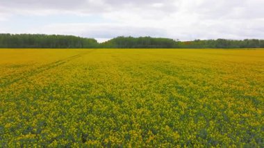 Bulutlu bir gökyüzünün altında yeşil ağaçlarla çevrili sarı kolza tohumu tarlasının havadan çekilmiş görüntüsü geniş bir hareket sergiliyor..
