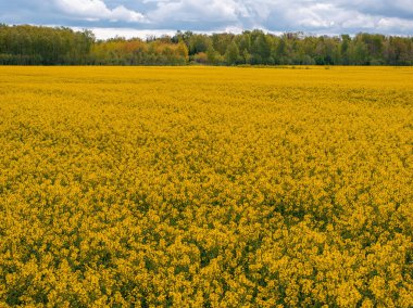 Canlı sarı bir kolza tohumu tarlası, yeşil ve sonbahar renklerinde ağaçlarla çevrili ön planda uzanır..