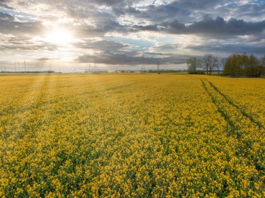 Parçalı bulutlu bir gökyüzünün altında, enerji hatları ve direkleri olan canlı sarı bir kolza tohumu alanı. Ağaçlar ve lastik izleri olay yerine derinlik katar.