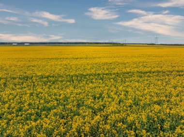 Büyük bir sarı kolza tohumu tarlası ufuk çizgisine kadar uzanıyor. Elektrik hatları ve endüstriyel yapılar parçalı bulutlu mavi gökyüzünün altında görülebiliyor..