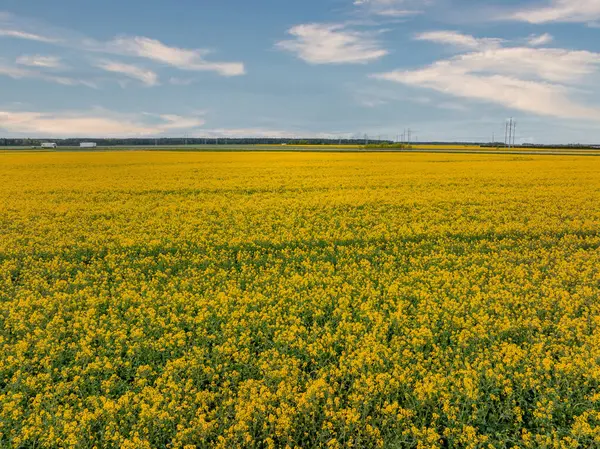 Büyük bir sarı kolza tohumu tarlası ufuk çizgisine kadar uzanıyor. Elektrik hatları ve endüstriyel yapılar parçalı bulutlu mavi gökyüzünün altında görülebiliyor..