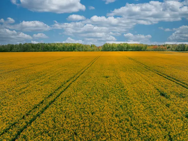 Yeşil ağaçlarla ve dağınık beyaz bulutlarla çevrelenmiş mavi gökyüzüyle çevrili sarı kolza tohumu çiçeklerinden oluşan geniş bir tarla..
