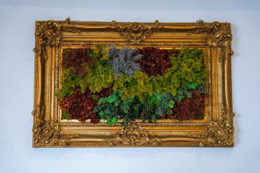 Parlak bir dikey bahçe, korunmuş yeşillik ve yosun ile altın renkli bir çerçeve, düz beyaz bir duvara karşı kontrastlık için.