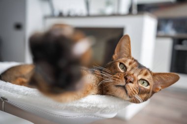 Kapalı bir beyaz hamak üzerinde uzanan bir Habeş kedisine yaklaş, yeşil gözlü, büyük kulaklı, ve bir pençesi uzatılmış. Bulanık modern ev arkaplanı.