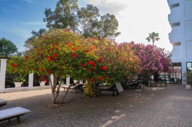 Açık havada kırmızı ve pembe çiçekli ağaçlar, modern beyaz bir bina, şezlong sandalyeleri, bir palmiye ağacı ve bir tatil köyü ortamında yemyeşil alan..