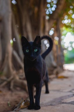 Yeşil gözlü siyah bir kedi, eğri büğrü ağaç gövdeleri ve yaprakların arasından süzülen güneş ışığıyla çevrili taştan bir patikada duruyor..