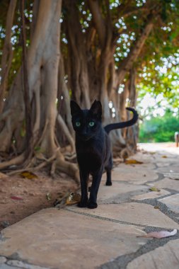 Yeşil gözlü siyah bir kedi, banyan ağaçlarıyla çevrili taştan bir patikada duruyor. Açık havada yemyeşil bir alanda güneş ışığı filtreliyor..