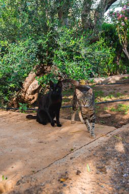 Bir siyah ve bir tekir kedi, zeytin ağaçları ve çiçek açan bitkilerle dolu yemyeşil bir bahçede, taştan bir patikada duruyor..