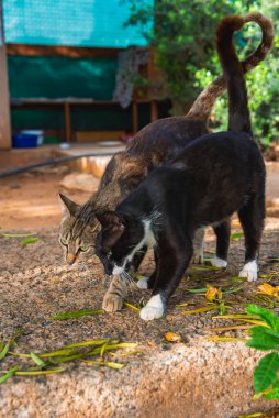 Siyah ve beyaz bir kedi ve bir tekir kedi, arka planda yeşil bir ağ yapısı ve bitki örtüsü olan sarı yapraklı bir yüzey üzerinde yakından yürürler..