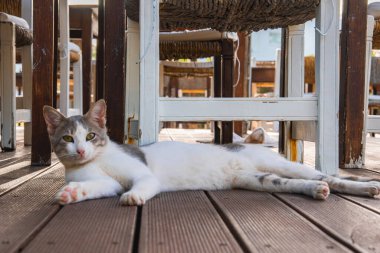 Beyaz ve gri bir kedi ahşap bir güvertede, örülmüş koltuklu ahşap sandalyelerin altında yatıyor. Kıbrıs Rum Kesimi 'ndeki bir açık hava ortamında doğal ışık filtreleri geçiyor.