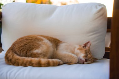 Bir kızıl ve beyaz kedi beyaz minderli bir sandalyede huzur içinde yatar. Arka plan yumuşak yeşillik ve sıcak tonları gösteriyor, açık hava ortamını işaret ediyor..