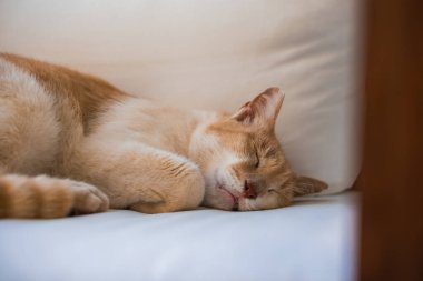 Açık turuncu ve beyaz bir kedinin beyaz bir mindere uzanmış yakın görüntüsü. Yumuşak ışıklandırma, kedinin rahat duruşu ve sakin ifadesini vurgular..
