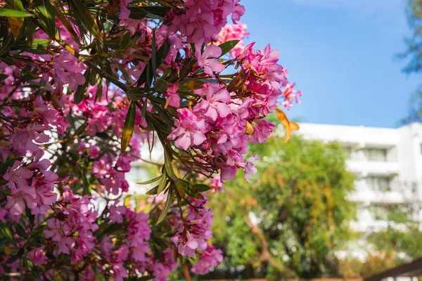 Güneş ışığındaki bir grup pembe zakkum çiçeği, parlak mavi gökyüzünün altında yeşilliklerle çevrili beyaz modern bir binayla ön planda hüküm sürüyor..