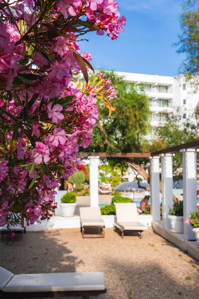 Kıbrıs Rum Kesimi 'nde pembe zümrütler, çakıllı bir avluda beyaz şezlonglar, pergola ve modern beyaz bir bina bulunan lüks bir tatil beldesinin açık havası..