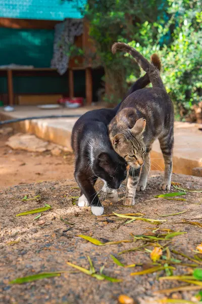 Siyah ve beyaz bir kedi ve bir tekir kedi güneş ışığında yeşil yapraklarla etkileşime girerler. Arkaplanda yeşil ağ yapısı ve yemyeşil bitkiler yer alıyor.