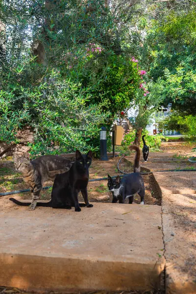 Bir tekir ve kara kediler yeşil, çiçek açan çalılar ve büyük ihtimalle sakin bir Kıbrıs parkındaki bahçe armatürleriyle çevrili taş bir yolda dinleniyorlar..
