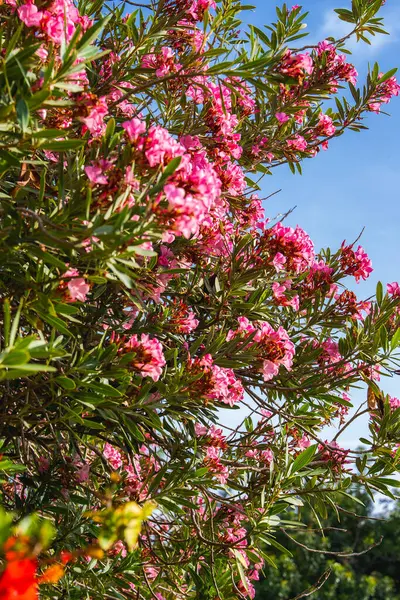 Parlak pembe çiçekleri ve yemyeşil yapraklarıyla canlı bir zakkum ağacı, açık mavi gökyüzüne karşı kurulmuş ve Kıbrıs Rum Kesimi 'nde Akdeniz atmosferini çağrıştırıyor..