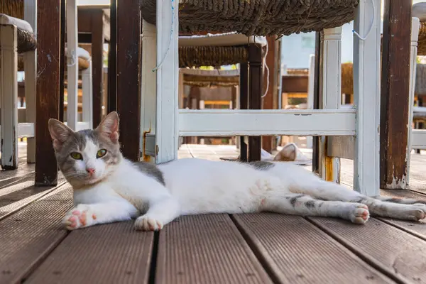 Beyaz ve gri bir kedi ahşap bir güvertede, örülmüş koltuklu ahşap sandalyelerin altında yatıyor. Kıbrıs Rum Kesimi 'ndeki bir açık hava ortamında doğal ışık filtreleri geçiyor.