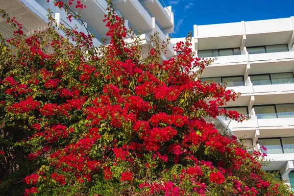 Kırmızı bir bougainvillea çiçeği kümesi, açık mavi gökyüzü ve yemyeşil yemyeşil üzerine kurulu, cam balkonların yer aldığı beyaz lüks bir otelle çelişiyor..