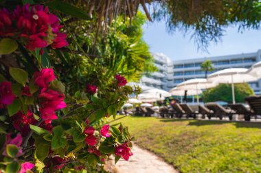 Parlak pembe bougainvillea çiçekleri, berrak mavi gökyüzü altında modern balkonları, güneşlik salonları, şemsiyeleri ve tropikal bitkileri olan lüks bir otel tatil köyünü çerçeveler..