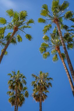 Cannes 'ın Akdeniz kıyı cazibesinin bir özelliği olan parlak mavi gökyüzünün altında yeşil yapraklı canlı palmiye ağaçlarının yukarıdan görünüşü.