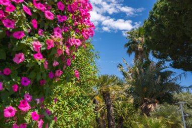 Cannes, Fransa 'da canlı bir bahçe. Palmiye ağaçları, tropikal bitkiler ve parlak mavi gökyüzünün altında dağınık beyaz bulutlar..