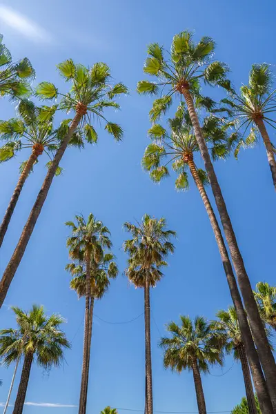 Fransa, Cannes 'da parlak mavi gökyüzüne doğru yükselen uzun palmiye ağaçları canlı yeşil yapraklar ve sakin bir Akdeniz atmosferi sergiliyor..