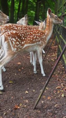 Hollanda 'nın Utrecht kentindeki ağaçlık bir hayvanat bahçesinde metal bir çitin yanında bir grup benekli geyik duruyor. Geyik toprak ve yaprakların arasında hafifçe hareket eder..