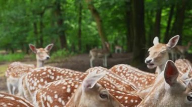 Bir grup benekli geyik, Hollanda 'nın Utrecht kentindeki ağaçlık bir alanda onları besleyen bir insanla etkileşime geçiyor. Geyik yaklaştı ve yiyecek için uzandı..