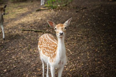 Açık kahverengi ceketli ve beyaz benekli genç bir geyik ağaçlar ve yeşilliklerle çevrili, dağınık yapraklarla kaplı bir orman zemininde duruyor..