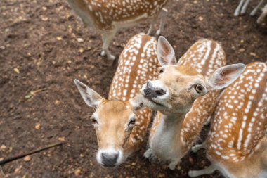 Açık kahverengi paltolu ve beyaz benekli iki benekli geyik toprağa saçılmış yapraklarla kameraya tuhaf bir şekilde bakıyor..