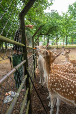Bir grup benekli geyik, ağaçlık bir bölgedeki metal bir çitin yanında toplanır ve onları havuçla besler. Yakınlarda yemyeşil ağaçlar ve beyaz binalar var..