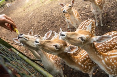 Bir grup benekli geyik, Utrecht, Hollanda 'da toprak zemin ve seyrek bitki örtüsü olan bir hayvanat bahçesinde bir insanın elinden yemek yemek için çitin içinden uzanıyor..