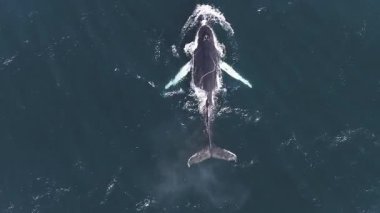 Dalgalar ve dalgalarla dolu derin mavi okyanus sularındaki bir balinanın havadan görünüşü. Köpüklü beyaz sıçrama, yüzeye çıkan bir balinanın dinamik bir hareket yarattığını gösteriyor..
