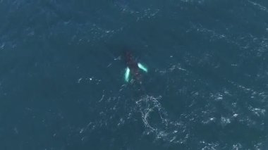 Okyanusta süzülen iki balinanın hava perspektifi, biri belirgin bir şekilde görünür ve suda hareket ederken dalgalanmalar yaratır..