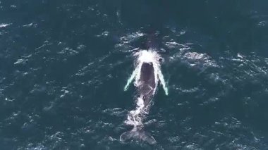 İzlanda 'daki derin mavi okyanus sularında bir balinanın havadan görünüşü dalgaları, dalgaları ve balina aktivitelerinin neden olduğu köpüklü suyun farklı bir alanını gösteriyor..