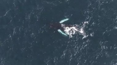 Bir hava görüntüsü yüzeye çıkan bir balinayı yakalar ve berrak mavi okyanus sularında su sıçratır. Dalgalanan dalgalar yüzeyin altındaki hareketini vurgular..