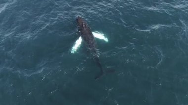 İzlanda yakınlarındaki derin mavi okyanus sularında bir balinanın havadan görünüşü dalgalanmaları ve beyaz köpüklerdeki bozulmayı gösteriyor..
