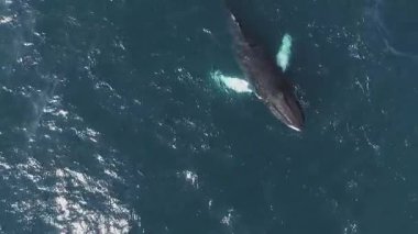 Bir balina derin mavi okyanusta zarif bir şekilde yüzer, vücudu ve yüzgeçleri yüzeyin altında görünür, suda dalgalanmalar ve sıçramalar yaratır..