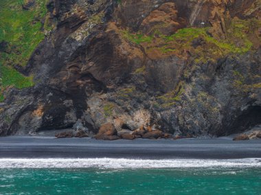 Turkuaz suları, engebeli uçurumları ve yeşil bitkileri olan siyah kumlu bir sahil. Dramatik kıyı sahnesi İzlanda 'nın eşsiz manzarasını vurguluyor.