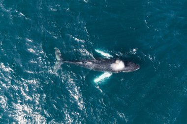 Bir balina derin mavi sularda yüzeye çıkar ve sisli bir hortum bırakır. Güneş ışığı dalgalanan dalgaları yansıtır, karanlık vücudunu ve hafif yüzgeçlerini vurgular.