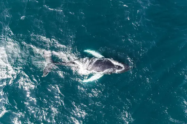 Hava perspektifi, derin mavi okyanus sularında süzülen beyaz yüzgeçli bir balinanın İzlanda 'nın denizlerinde zarifçe hareket ederken dalgalanmalar yarattığını gösteriyor..