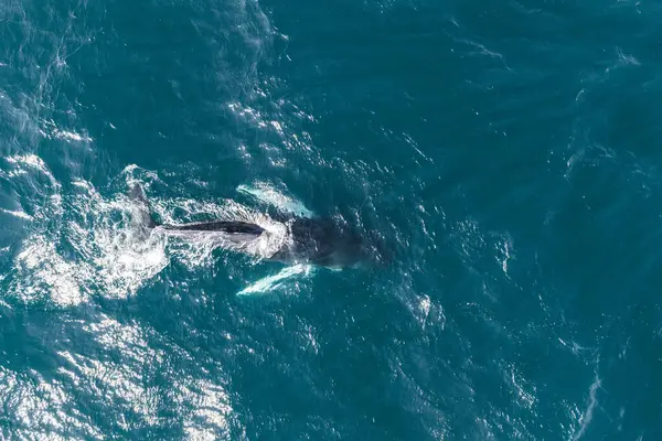 Hava görüntüsü, dalgalanan mavi sulara kısmen batmış bir balinanın İzlanda 'nın deniz habitatındaki okyanus yüzeyinden yansıyan güneş ışığını gösteriyor..