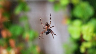 Ağında kahverengi ve siyah işaretli bir örümcek, avını tutarken görülüyor. Ağ ve örümcek yeşil ve turuncu arka plana karşı ince bir hareket sergiliyor.