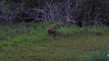 Girit 'teki Kournas Gölü yakınlarındaki yemyeşil bir çayırda otlayan dağ keçilerine yakın bir yerde. Yoğun bitki örtüsü ve kuru dallar zıt bir arkaplan oluşturur.