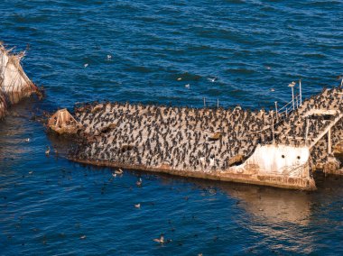 Kaliforniya 'daki Seacliff Eyalet Sahili açıklarındaki SS Palo Alto gemisi kısmen batmış, paslı bölümler ve açık yüzeyi deniz kuşlarıyla kaplı..