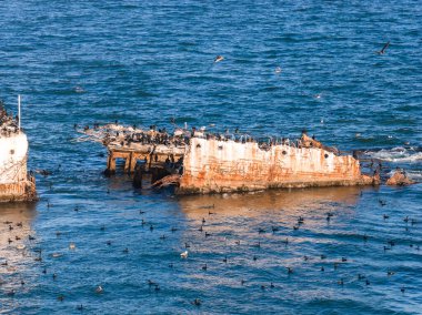 SS Palo Alto enkazı, Kaliforniya, Aptos 'taki Seacliff Eyalet Plajı açıklarında, sakin sular, deniz kuşları ve görünür pas ve çürüme izleri ile çevrili..
