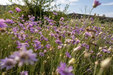Yaban çiçeklerinin yemyeşil bir bolluğu, Karadeniz kıyıları boyunca hafif bir esintide dans ediyor. Parlak çiçekler ufka doğru uzanıyor, doğanın özünü yakalıyor. Güzellik tamamen çiçek açıyor..